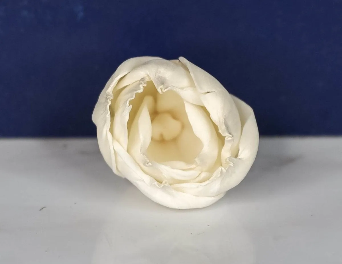 1" Precious Tulip (10 pack)