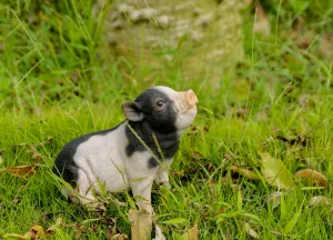 Baby Pig Sitting - Black And White