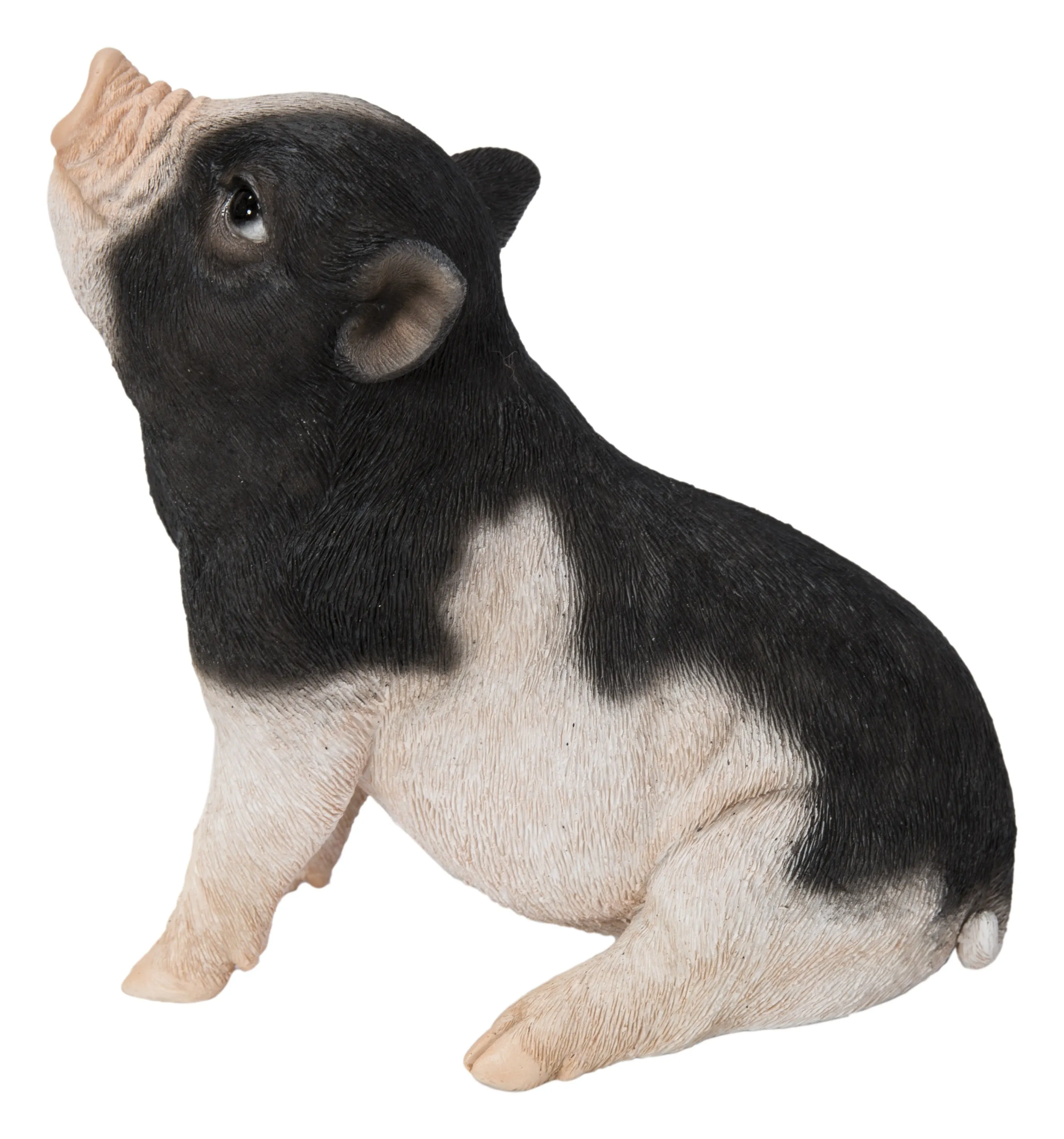 Baby Pig Sitting - Black And White