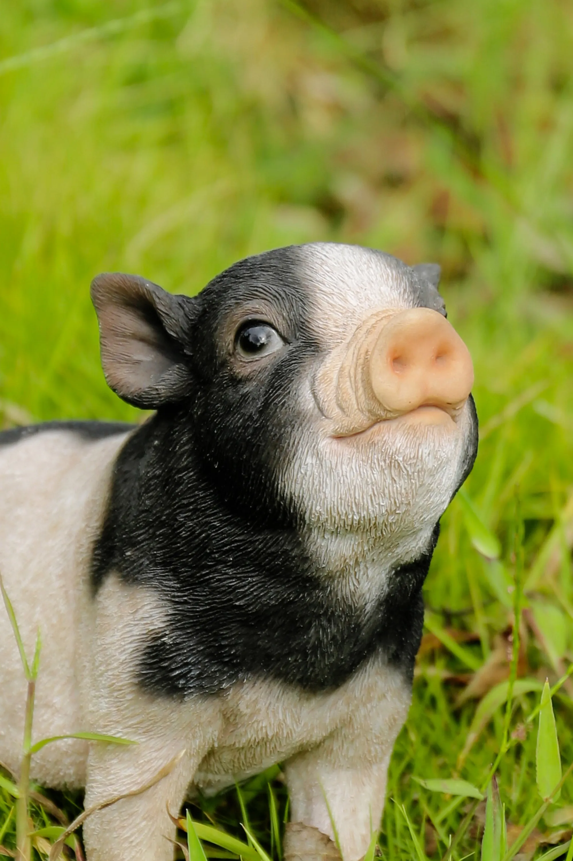 Baby Pig Sitting - Black And White