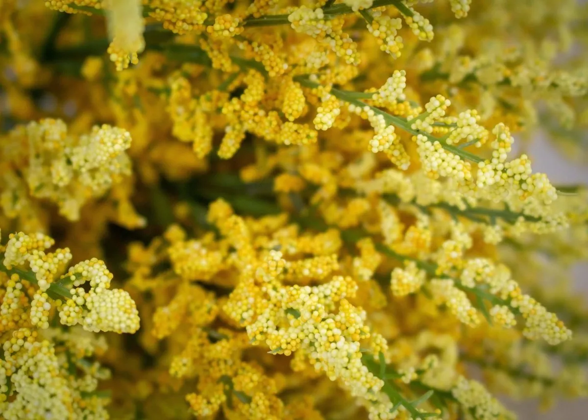 Heather Bush - Yellow
