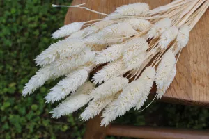 Ivory Phalaris/ Textured Bunny Tails