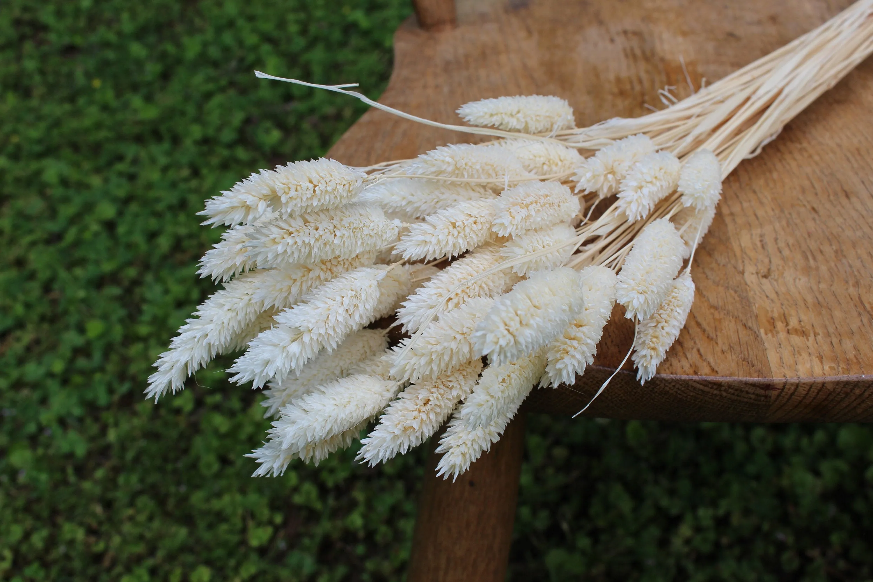 Ivory Phalaris/ Textured Bunny Tails