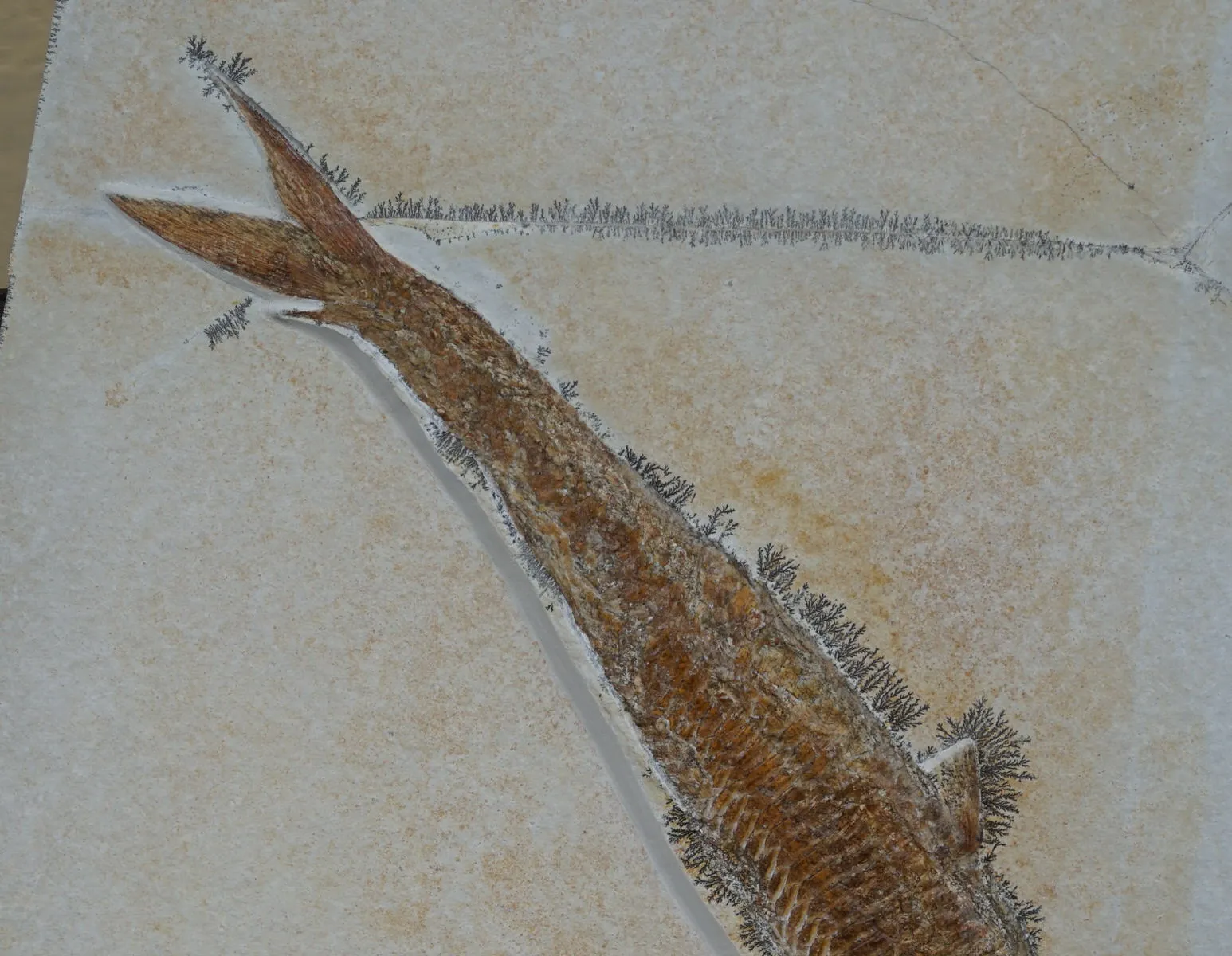 Pair of Superb Solnhofen Fish - Aspidorhynchus
