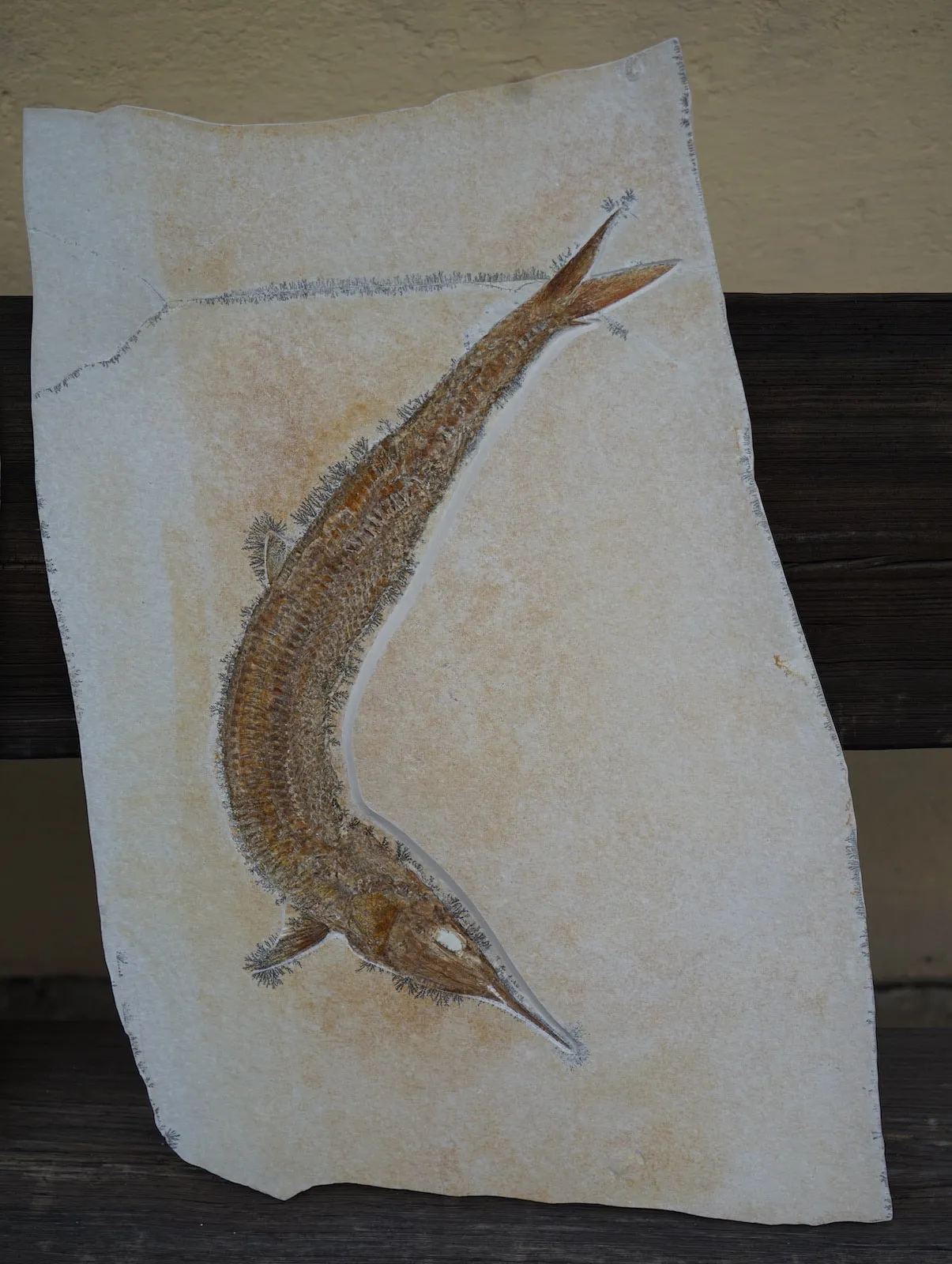 Pair of Superb Solnhofen Fish - Aspidorhynchus