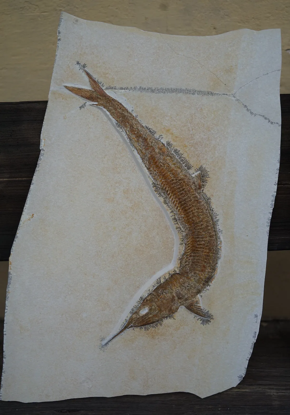 Pair of Superb Solnhofen Fish - Aspidorhynchus