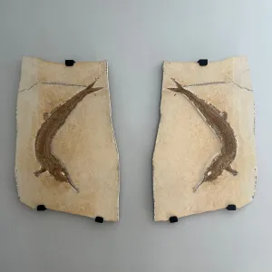 Pair of Superb Solnhofen Fish - Aspidorhynchus