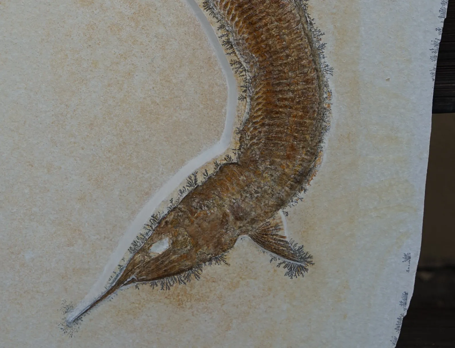 Pair of Superb Solnhofen Fish - Aspidorhynchus