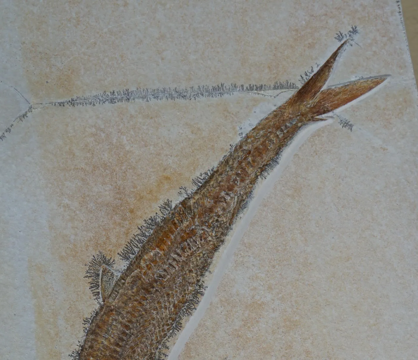 Pair of Superb Solnhofen Fish - Aspidorhynchus