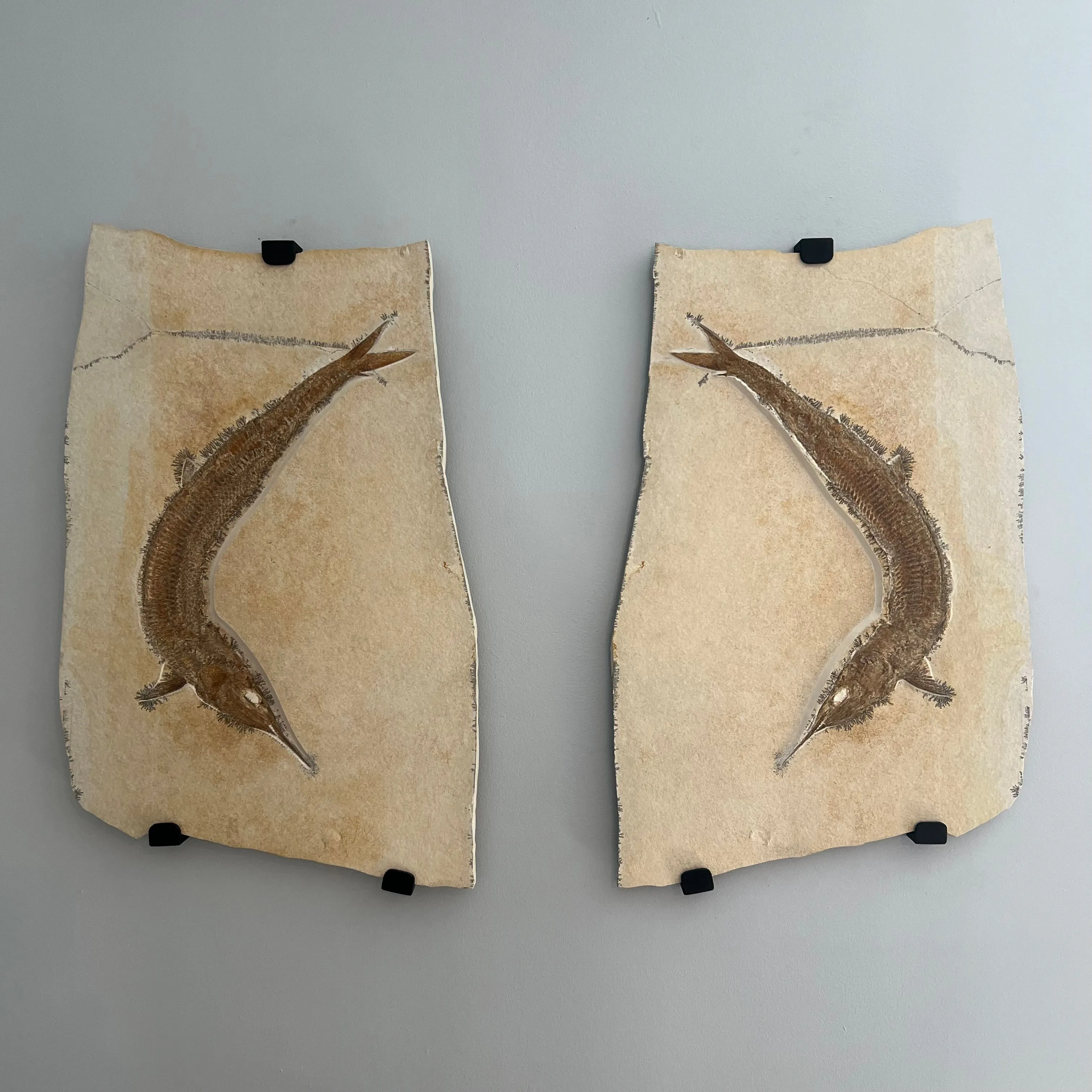 Pair of Superb Solnhofen Fish - Aspidorhynchus