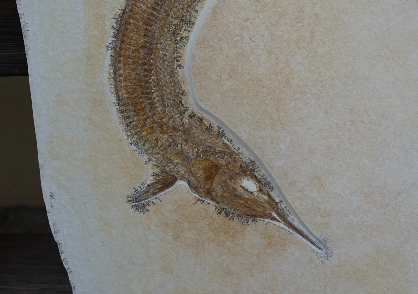 Pair of Superb Solnhofen Fish - Aspidorhynchus