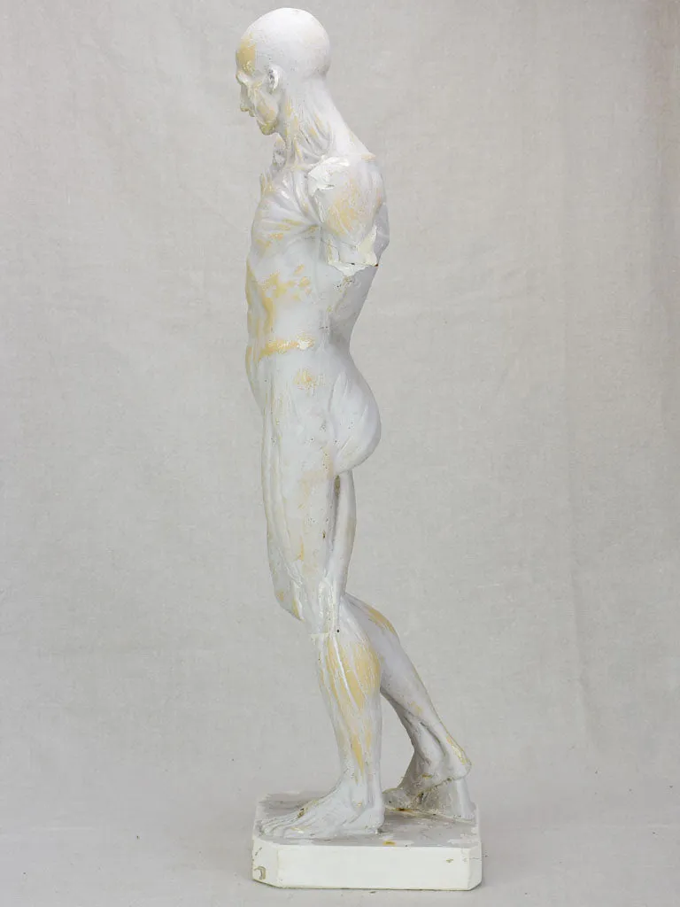 Plaster anatomical sculpture from the early twentieth century 29¼"