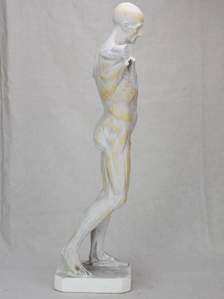 Plaster anatomical sculpture from the early twentieth century 29¼"