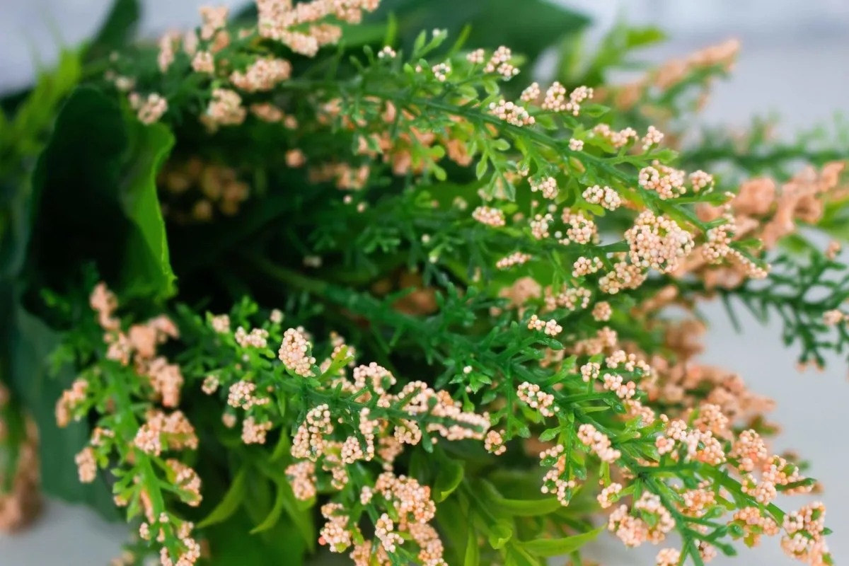Spring Bush - Peach