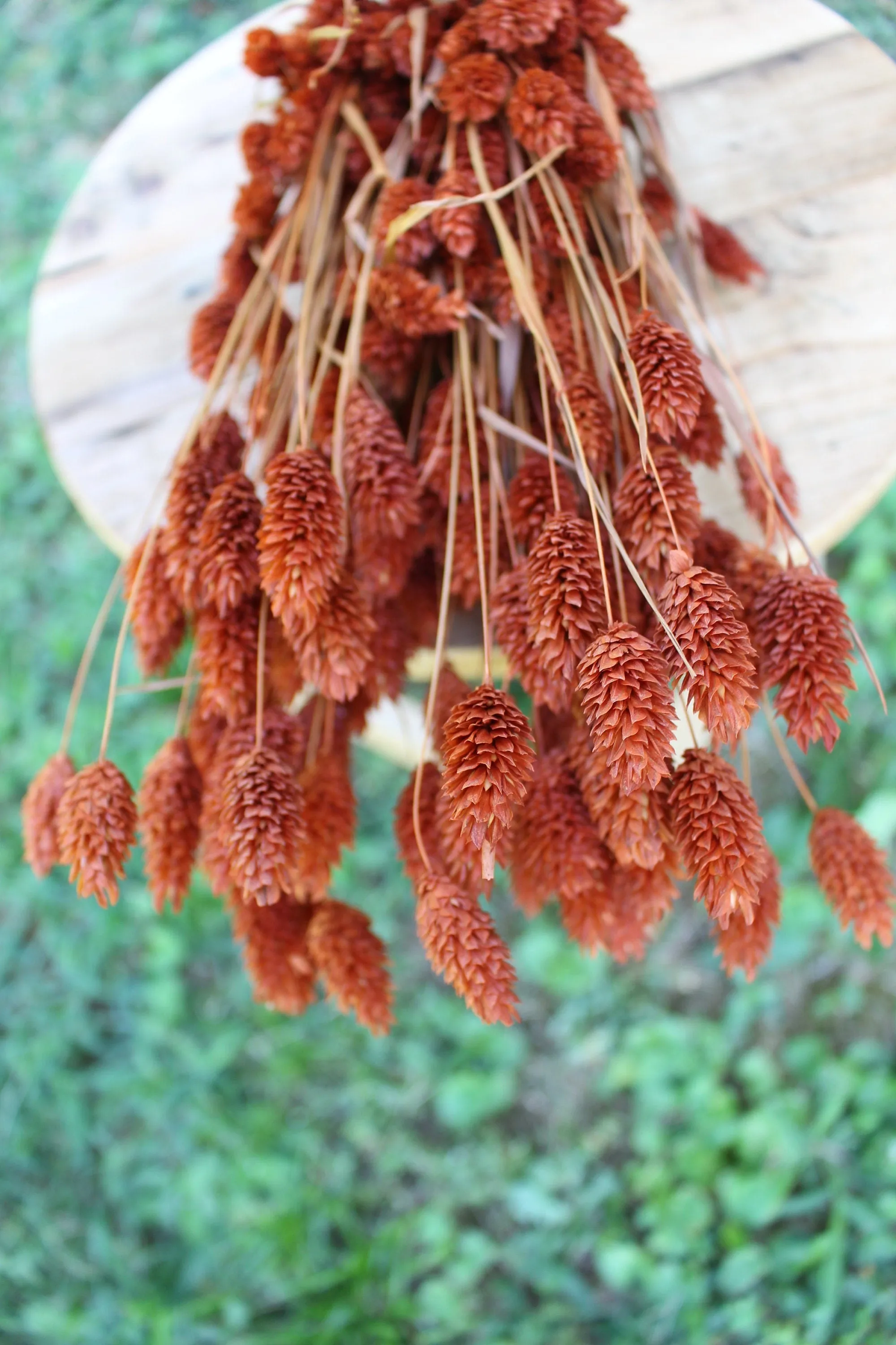 Terracotta Burnt Orange Phalaris/ Textured Bunny Tails