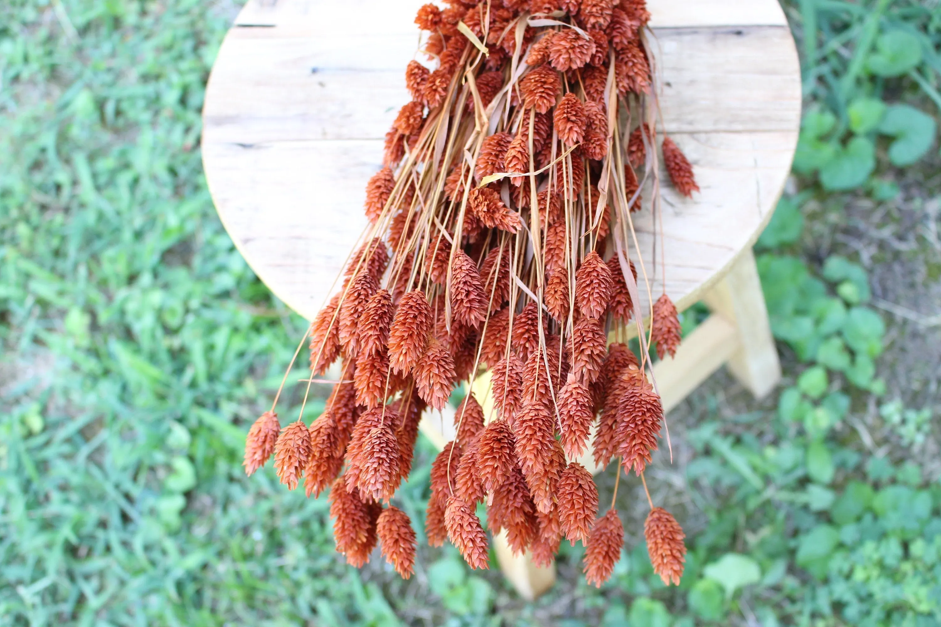 Terracotta Burnt Orange Phalaris/ Textured Bunny Tails