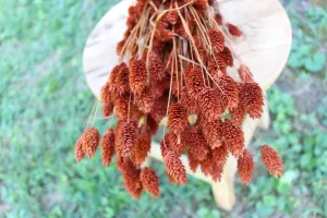 Terracotta Burnt Orange Phalaris/ Textured Bunny Tails