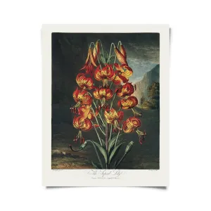 Vintage Botanical Superb Lily Flower Print | Curious Prints